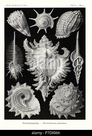 Prosobranchia sea snail shells: triumphant star turban, Guildfordia triumphans 1, imperial cone, Conus imperialis 2, Madras harp, Harpa davidis 3, Venus comb, Murex pecten pecten 4, branched murex, Chicoreus ramosus 5, distaff spindle, Fusinus colus 6, and sunburst star turban, Astraea heliotropium 7,8. Chromolithograph by Adolf Glitsch from an illustration by Ernst Haeckel from Art Forms in Nature, Kunstformen der Natur, Liepzig, Germany, 1904. Stock Photo