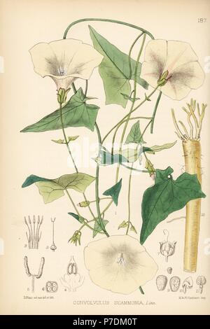 Scammony, Convolvulus scammonia. Handcoloured lithograph by Hanhart after a botanical illustration by David Blair from Robert Bentley and Henry Trimen's Medicinal Plants, London, 1880. Stock Photo