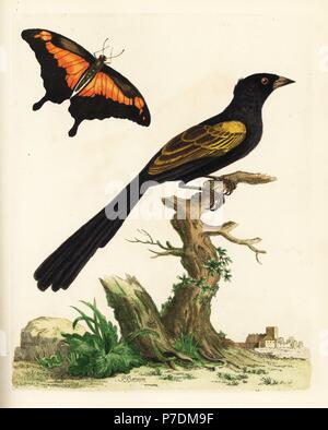 Yellow-shouldered oriole, Icterus pyrrhopterus (Emberiza longicauda) and green-banded swallowtail, Papilio phorcas. In the possession of Marmaduke Tunstall. Handcoloured copperplate engraving by Peter Brown from his New Illustrations of Zoology, B. White, London, 1776. Stock Photo