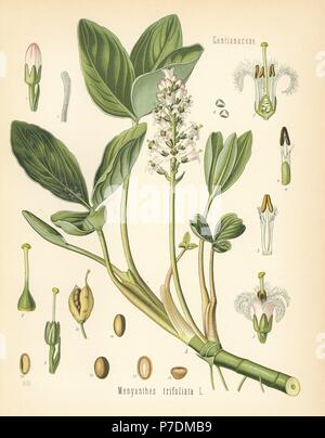 Buckbean, Menyanthes trifoliata. Chromolithograph after a botanical illustration from Hermann Adolph Koehler's Medicinal Plants, edited by Gustav Pabst, Koehler, Germany, 1887. Stock Photo