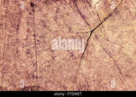 Cross section of a tree trunk after being felled with a chainsaw showing the growth rings. Stock Photo