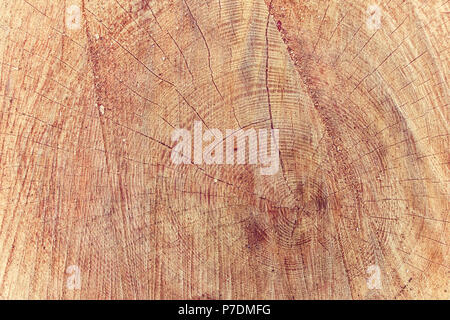 Cross section of a tree trunk after being felled with a chainsaw showing the growth rings. Stock Photo