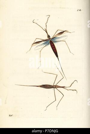 Water stick insect, Ranatra linearis (Linear nepa, Nepa linearis). Illustration drawn and engraved by Richard Polydore Nodder. Handcoloured copperplate engraving from George Shaw and Frederick Nodder's The Naturalist's Miscellany, London, 1802. Stock Photo