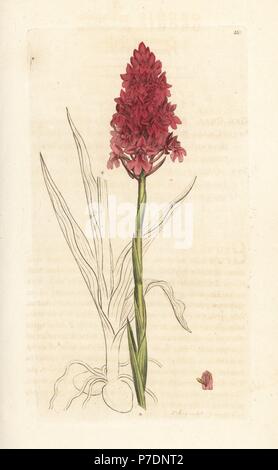 Pyramidal orchid, Anacamptis pyramidalis (Pyramidal orchis, Orchis pyramidalis). Handcoloured copperplate engraving after an illustration by James Sowerby from James Smith's English Botany, London, 1793. Stock Photo
