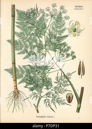 Turnip-rooted chervil, Chaerophyllum bulbosum. Chromolithograph after a botanical illustration from Hermann Adolph Koehler's Medicinal Plants, edited by Gustav Pabst, Koehler, Germany, 1887. Stock Photo