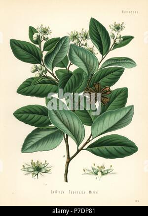 Soap bark tree or soapbark, Quillaja saponaria. Chromolithograph after a botanical illustration from Hermann Adolph Koehler's Medicinal Plants, edited by Gustav Pabst, Koehler, Germany, 1887. Stock Photo