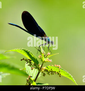 Beautiful Demoiselle Damselfly (Calopteryx virgo) Male, June Kent, UK. Stock Photo