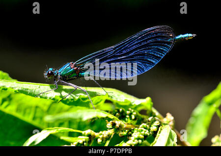 Beautiful Demoiselle Damselfly (Calopteryx virgo) Male, June Kent, UK. Stock Photo