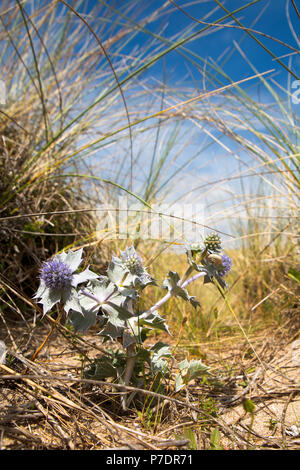 Single Sea Holly amongst Marram Grass in sand dune habitat. Stock Photo