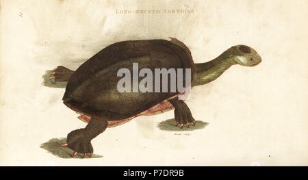 Eastern long-necked turtle or common snake-necked turtle, Chelodina longicollis (Long-necked tortoise, Testudo longicollis). Handcoloured copperplate engraving by Heath after an illustration by George Shaw from his General Zoology, Amphibia, London, 1801. Stock Photo