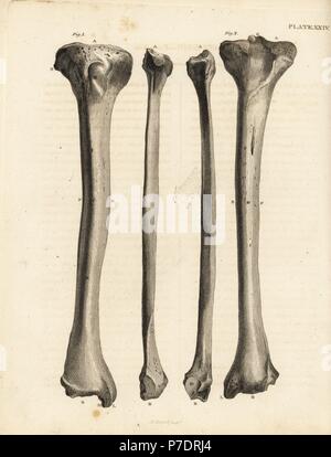 Views of the tibia bones in the human leg. Copperplate engraving by Edward Mitchell after an anatomical illustration by Jean-Joseph Sue from John Barclay's A Series of Engravings of the Human Skeleton, MacLachlan and Stewart, Edinburgh, 1824. Stock Photo