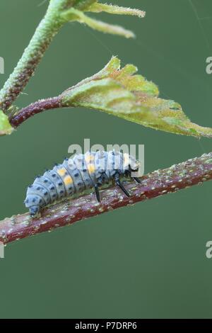 Ladybird, ladybug larva.   Ladybirds are used in biological pest control as they feed on aphids. Stock Photo