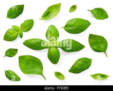 Fresh basil leaves, isolated on white background. Top view or high angle shot of various basil leaves, design elements. Stock Photo