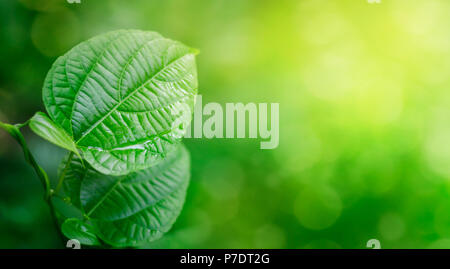 Leaves background Blurry green leaves have free space Stock Photo