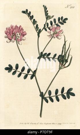Purple crown vetch, Securigera varia (Purple coronilla, Coronilla varia). Handcoloured copperplate engraving by Sansom after an illustration by Sydenham Edwards from William Curtis' Botanical Magazine, London, 1794. Stock Photo