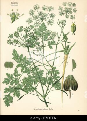 Parsley, Petroselinum crispum (Petroselinum sativum). Chromolithograph after a botanical illustration from Hermann Adolph Koehler's Medicinal Plants, edited by Gustav Pabst, Koehler, Germany, 1887. Stock Photo