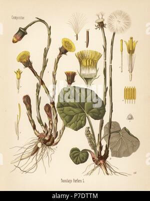 Coltsfoot, Tussilago farfara. Chromolithograph after a botanical illustration from Hermann Adolph Koehler's Medicinal Plants, edited by Gustav Pabst, Koehler, Germany, 1887. Stock Photo