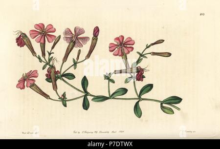 Autumn catchfly or schafta, Silene schafta. Handcoloured copperplate engraving by George Barclay after an illustration by Miss Sarah Drake from Edwards' Botanical Register, edited by John Lindley, London, Ridgeway, 1846. Stock Photo