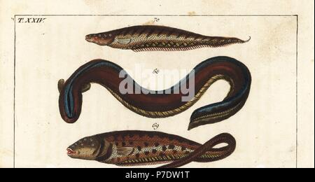 Electric fish hi-res stock photography and images - Alamy