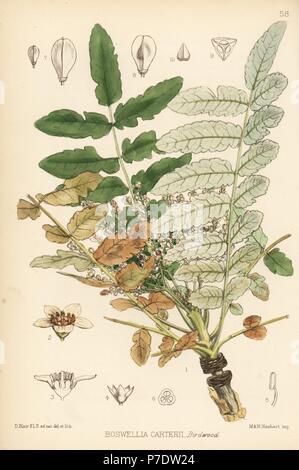 Frankincense, luban tree, or olibanum-tree, Boswellia sacra (Boswellia carterii). Handcoloured lithograph by Hanhart after a botanical illustration by David Blair from Robert Bentley and Henry Trimen's Medicinal Plants, London, 1880. Stock Photo