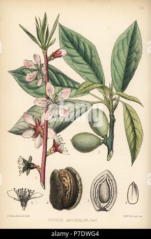 Almond tree, Prunus dulcis (Prunus amygdalus). Handcoloured lithograph by Hanhart after a botanical illustration by David Blair from Robert Bentley and Henry Trimen's Medicinal Plants, London, 1880. Stock Photo