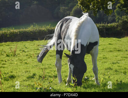 Black and white Stallion horse galloping/cantering/playing in a field Stock Photo