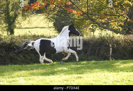 Black and white Stallion horse galloping/cantering/playing in a field Stock Photo