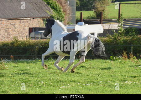 Black and white Stallion horse galloping/cantering/playing in a field Stock Photo