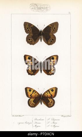 Woodland brown, Lopinga achine, large brown wall, Lasiommata maera, and wall butterfly, Lasiommata megera. Handcoloured steel engraving by the Pauquet brothers after an illustration by Alexis Nicolas Noel from Hippolyte Lucas' Natural History of European Butterflies, Histoire Naturelle des Lepidopteres d'Europe, 1864. Stock Photo