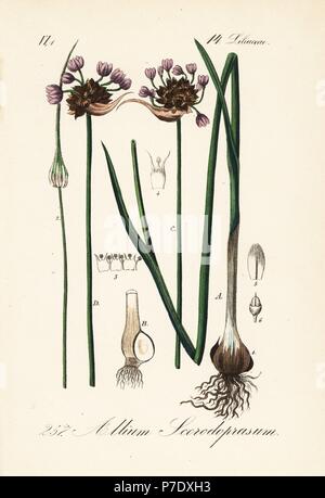 Sand leek or rocambole, Allium scorodoprasum. Handcoloured lithograph from Diederich von Schlechtendal's German Flora (Flora von Deutschland), Jena, 1871. Stock Photo