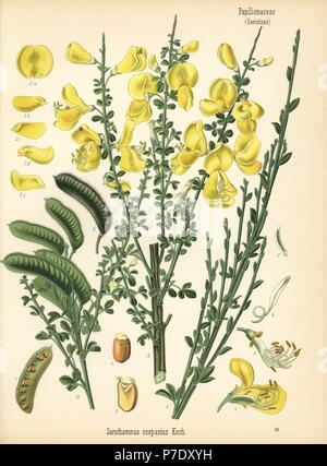 Common broom tree or Scotch broom, Cytisus scoparius (Sarothamnus scoparius). Chromolithograph after a botanical illustration from Hermann Adolph Koehler's Medicinal Plants, edited by Gustav Pabst, Koehler, Germany, 1887. Stock Photo