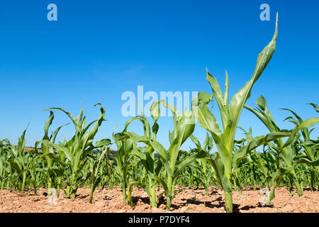 young maize growing crop in cornwall, england, uk.sweetcorn Stock Photo