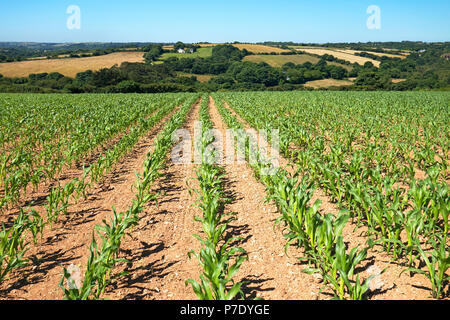 young maize growing crop in cornwall, england, uk. Stock Photo