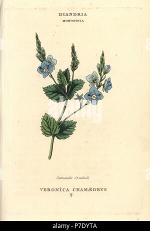 Germander speedwell, Veronica chamaedrys. Handcoloured copperplate engraving after an illustration by Richard Duppa from his The Classes and Orders of the Linnaean System of Botany, Longman, Hurst, London, 1816. Stock Photo