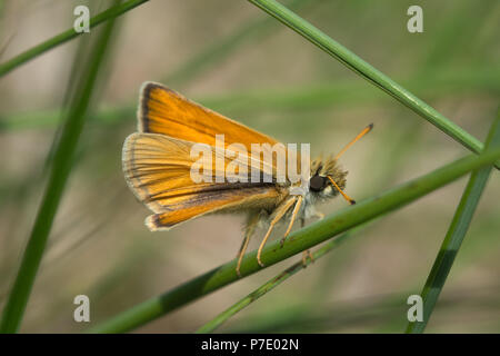 Essex skipper butterfly (Thymelicus lineola) Stock Photo