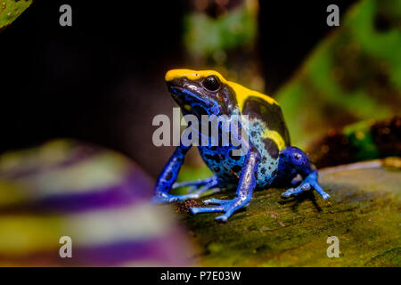 The dyeing dart frog, tinc (a nickname given by those in the hobby of keeping dart frogs), or dyeing poison frog (Dendrobates tinctorius) is a species Stock Photo