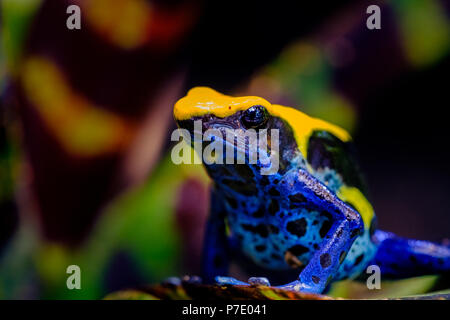 The dyeing dart frog, tinc (a nickname given by those in the hobby of keeping dart frogs), or dyeing poison frog (Dendrobates tinctorius) is a species Stock Photo
