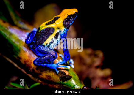 The dyeing dart frog, tinc Stock Photo