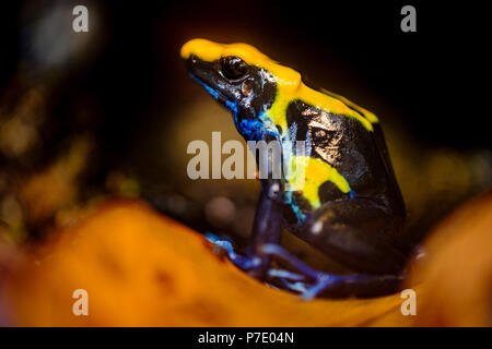The dyeing dart frog, tinc (a nickname given by those in the hobby of keeping dart frogs), or dyeing poison frog (Dendrobates tinctorius) is a species