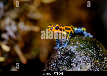 Mimic Poison Frog, Ranitomeya imitator Jeberos is a species of poison dart frog found in the north-central region of eastern Peru. Stock Photo