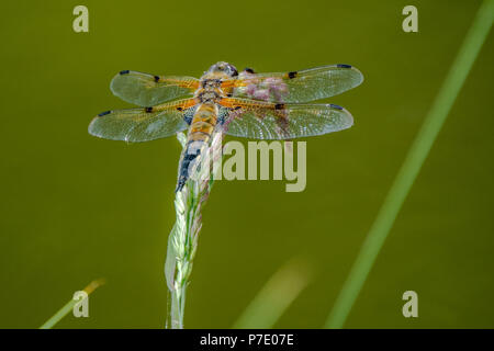 Dragonfly on a reed stem photographed in the arboretum in Aubonne, Switzerland Stock Photo