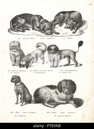 bichon hunting dog