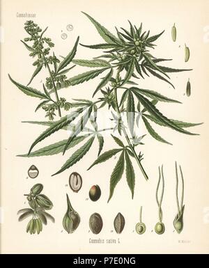 Cannabis or marijuana, Cannabis sativa. Chromolithograph after a botanical illustration by Walther Muller from Hermann Adolph Koehler's Medicinal Plants, edited by Gustav Pabst, Koehler, Germany, 1887. Stock Photo