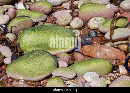 Multi coloured pebbles on the sea's edge Stock Photo