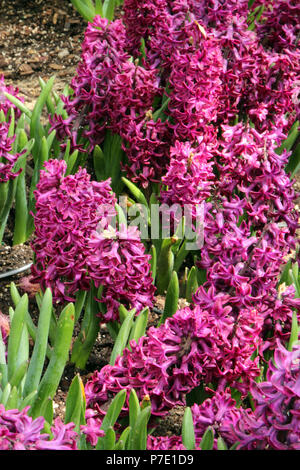 A cluster of purple Hyacinth flowers in full bloom in the spring in Illinois, USA Stock Photo