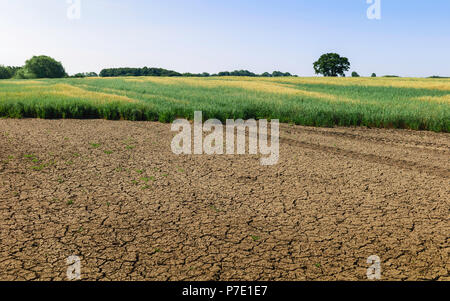 View across field of oats with tractor tracks under blue sky in dry period in summer in Beverley, Yorkshire, UK. Stock Photo