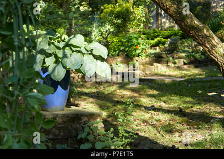 Hosta in late evening sunshine. Garden at 900ft in Nidderdale, North Yorkshire Stock Photo