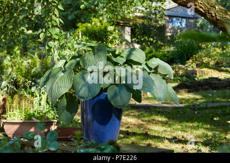 Hosta in late evening sunshine. Garden at 900ft in Nidderdale, North Yorkshire Stock Photo