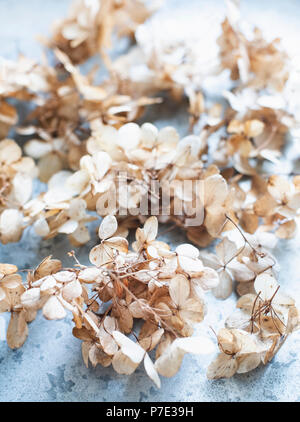 Close up of dried hydrangea flowers Stock Photo