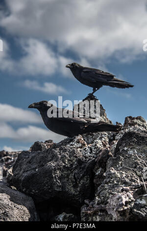 Crows on rocks, Revillagigedo, Tamaulipas, Mexico Stock Photo